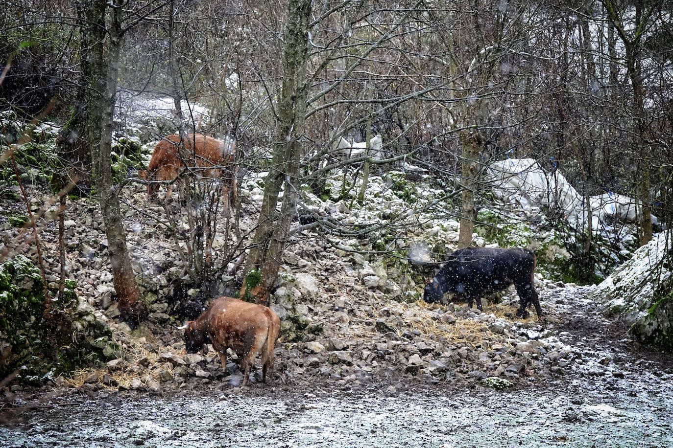 El frío y las fuertes precipitaciones volvieron a ser la nota predominante este martes en Asturias. Está previsto que durante las próximas horas remita el viento y el oleaje que ha castigado en los últimos días a la costa.