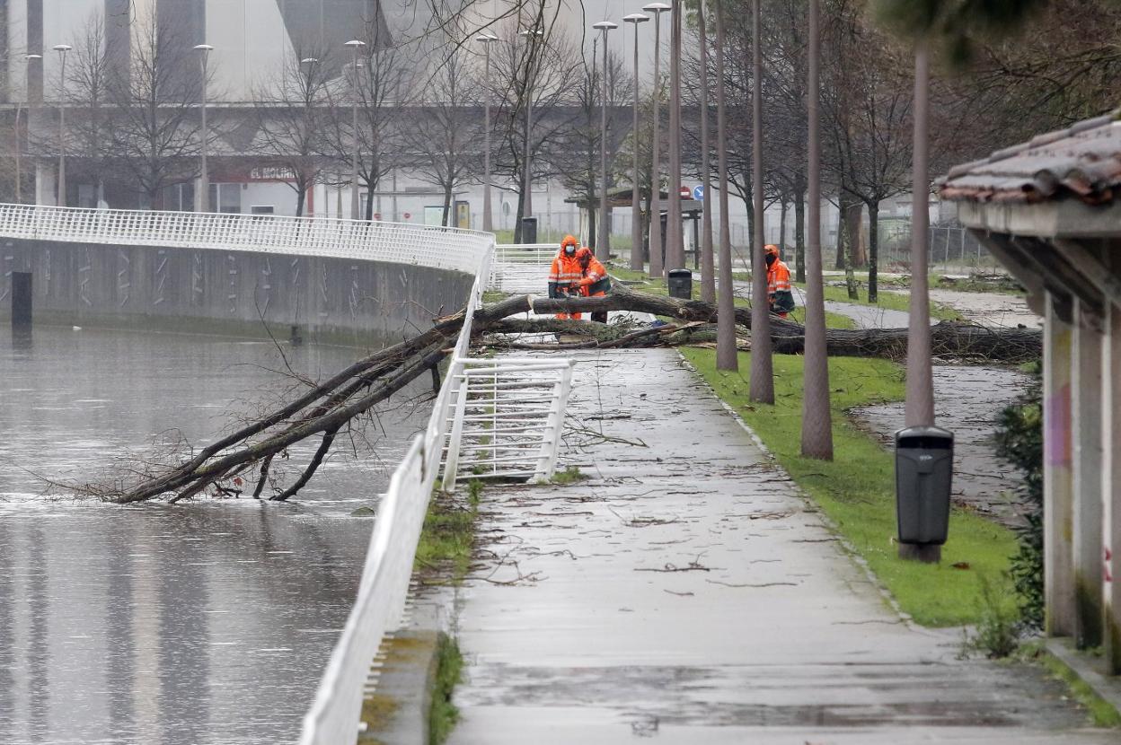 Tres operarios trabajan en la retirada del árbol caído en el parque de Isabel la Católica. 