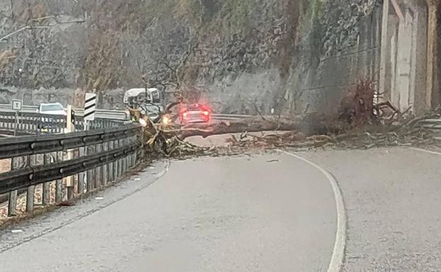 Árbol que corta la carretera entre Parres y Piloña.