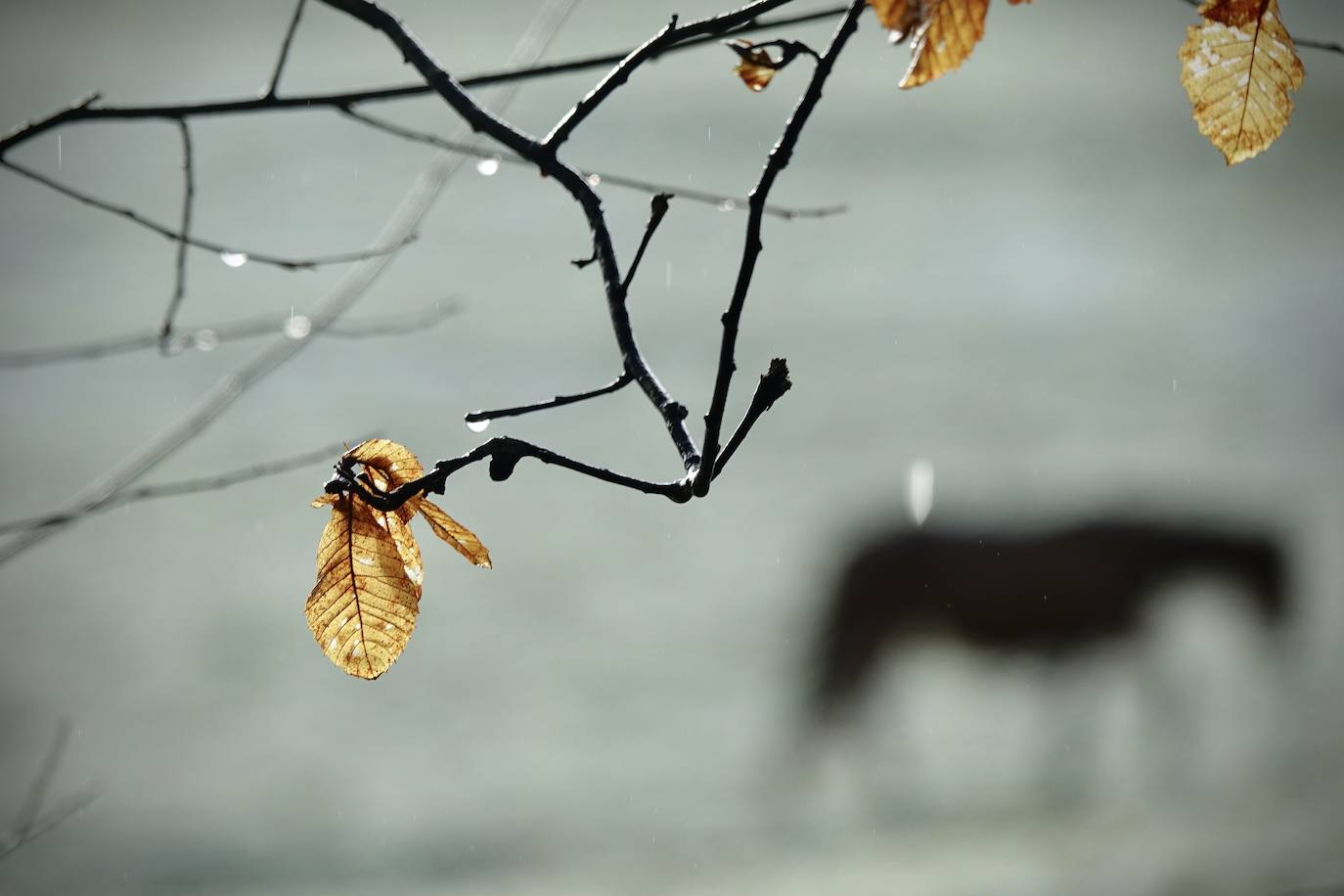 Buena parte de Asturias continúa en alerta amarilla a causa de las nevadas. Hay riesgo de fenómenos costeros en el oriente y acumulación de nieve de hasta 15 centímetros en la Cordillera. La cota seguirá en 300 metros, aunque irá subiendo a lo largo de la jornada