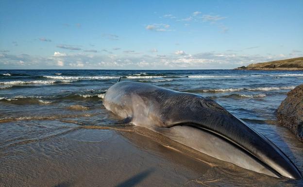 El animal, de trece metros, ha aparecido en la playa de Serantes. 