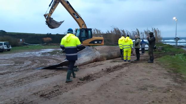 Momento en el que los operarios arrastran al rorcual boreal al aparcamiento de la playa de Serantes, en Tapia de Casariego. 