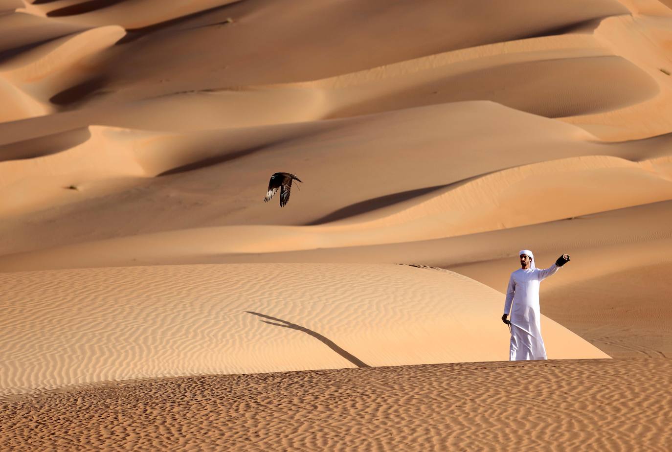 Las dunas de arena del desierto de Liwa, a unos 250 kilómetros del emirato del Golfo de Abu Dabi, es el lugar escogido por algunos aficionados a la cetrería para entrenar a los halcones. 
