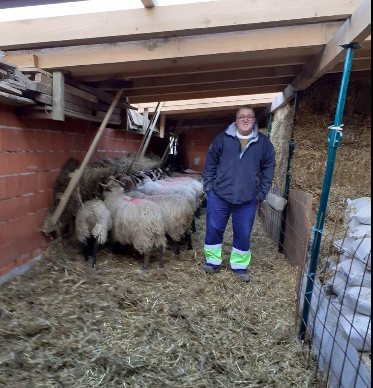 Roberto González Toral con las pocas ovejas que aún conserva en su nave de Suarías