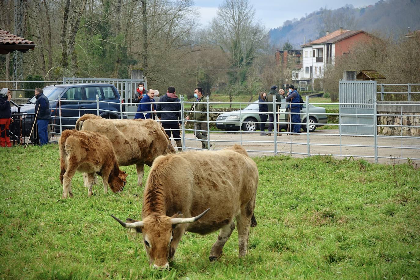 La feria de San Antón de Cangas de Onís ha inaugurado el calendario ganadero de Asturias. No ha sido una cita multitudinaria y las normas sanitarias han estado muy presentes.