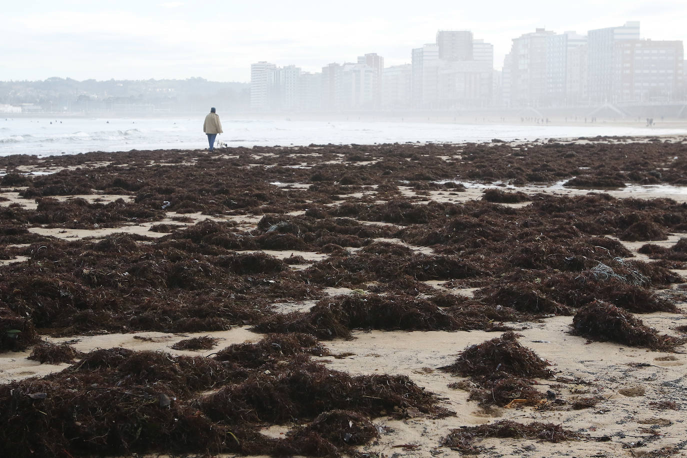 El arenal gijonés de San Lorenzo ha aparecido este martes cubierto por una capa de ocle. 