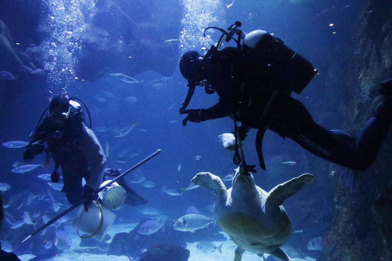 Dos técnicos del Acuario bucean en el tanque para alimentar a las tortugas. 