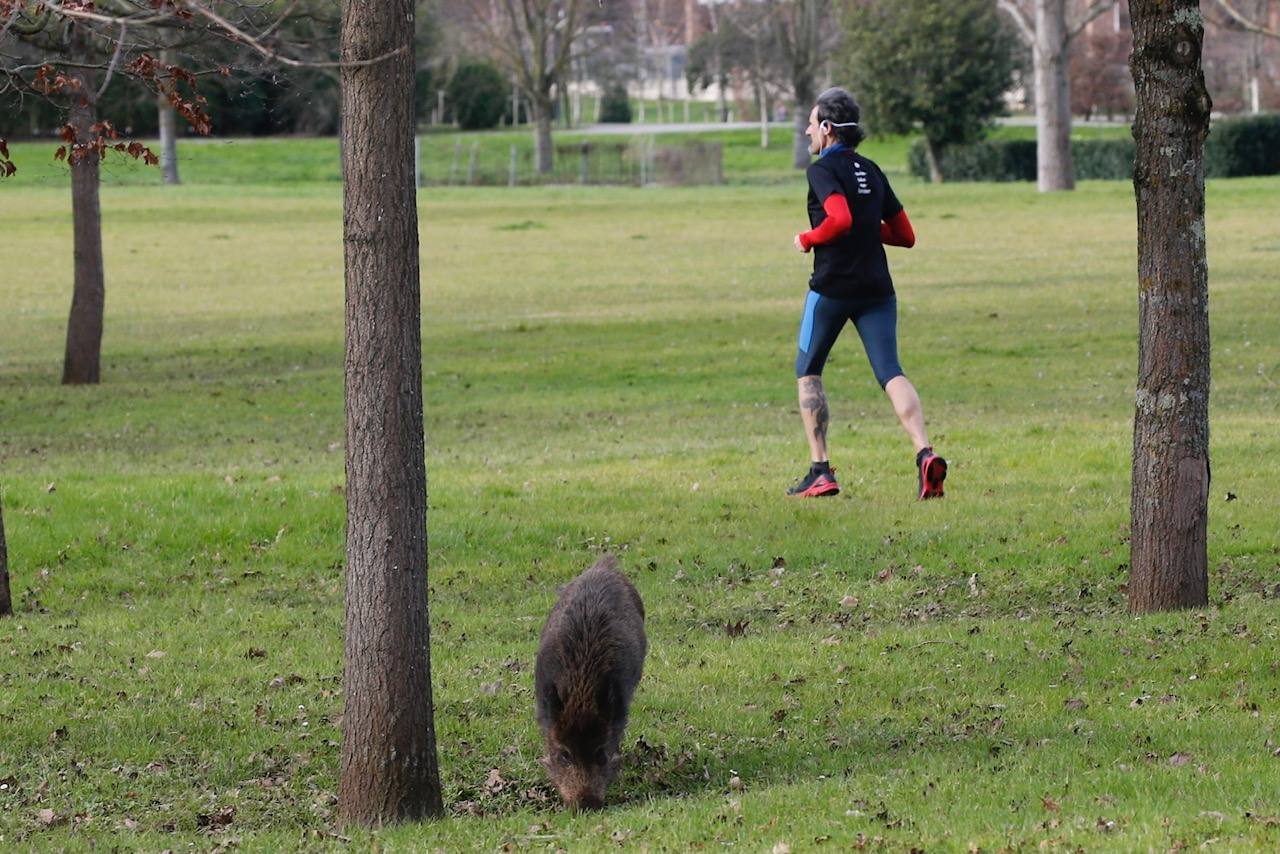 El animal, que campaba a sus anchas por un parque de Gijón, obligó a desplegar un amplio dispositivo policial.