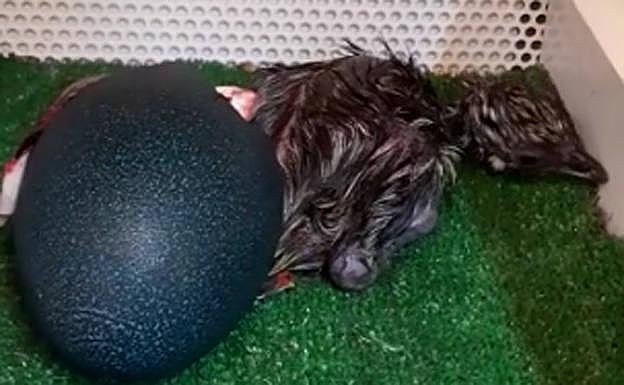 Nacen diez polluelos de emú en el parque de Isabel la Católica