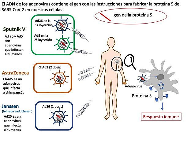 Comparación de tres vacunas contra Covid-19 basadas en adenovirus. Diseño: Mercedes Jiménez incluyendo material previo de Nuria Campillo. 