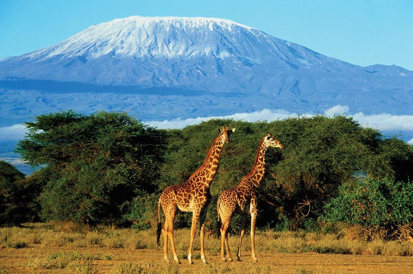 Monte Kilimanjaro (Tanzania): El Monte Kilimanjaro al que también se le conoce como Uhuru Peak es un volcán de triple cumbre que se ubica en el noreste de la República de Tanzania y a pocos kilómetros de la frontera con Kenia. Con una altitud de 5.895 metros de altura, el Monte Kilimanjaro es la cumbre más alta de todo el continente africano. Su ubicación y clima favorece que en el Kilimanjaro convivan glaciares, desiertos, sabana, paisajes alpinos y selva tropical. Uno de los lugares más emblemáticos de Tanzania y de todo el mundo.