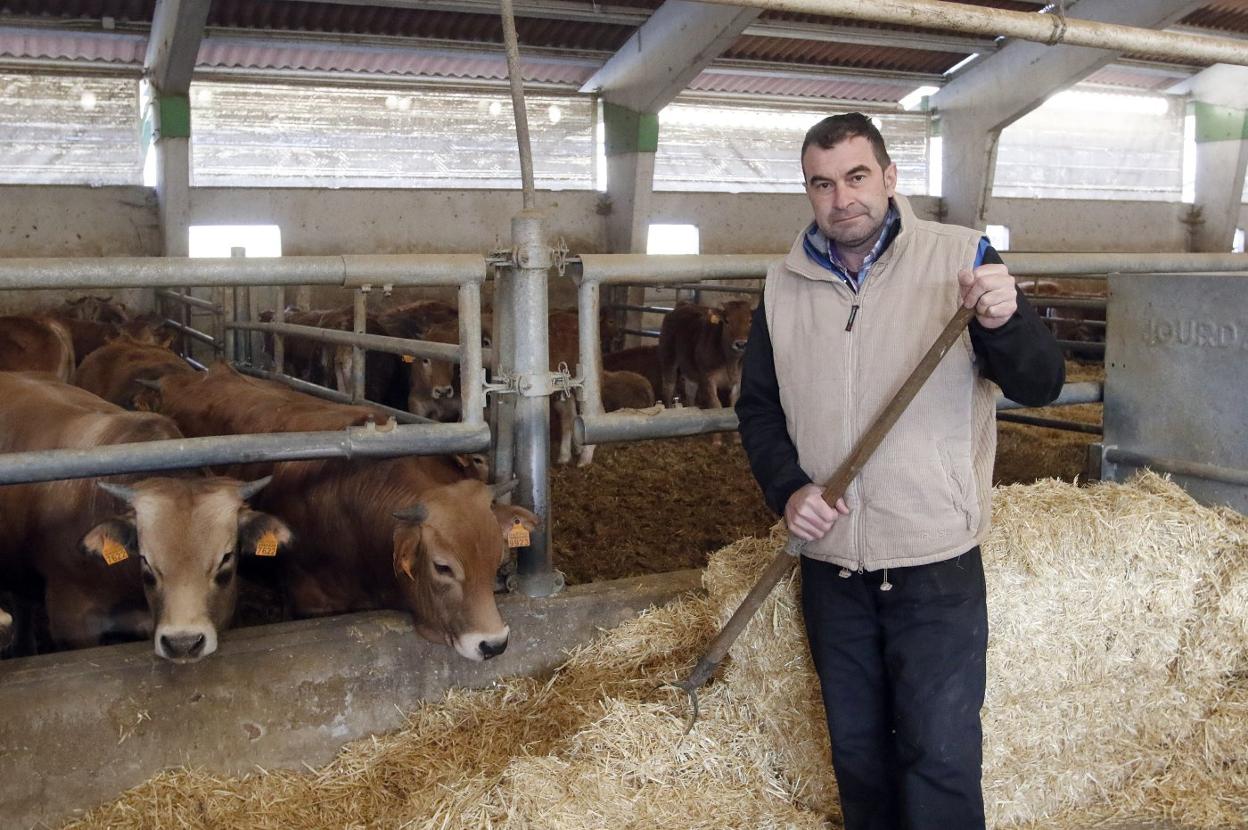 Rubén Fernández, en la nave principal del cebadero de la IGP Ternera Asturiana en Llanuces (Quirós). 