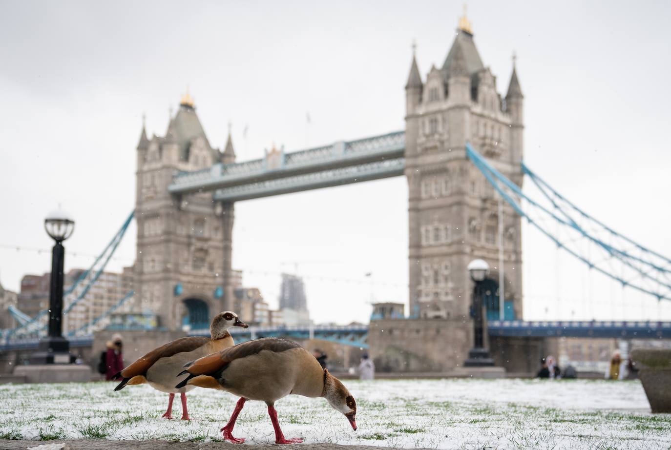 La nieve se ha dejado notar en los últimos días en distintos países como Alemania, Holanda o Estados Unidos. Las condiciones climatológicas, además de dejar unas imágenes llamativas, también han provocado alteraciones en la vida de sus ciudadanos.