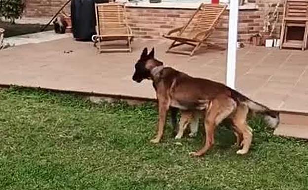 Argos juega con su nuevo compañero, un mastín de cinco meses