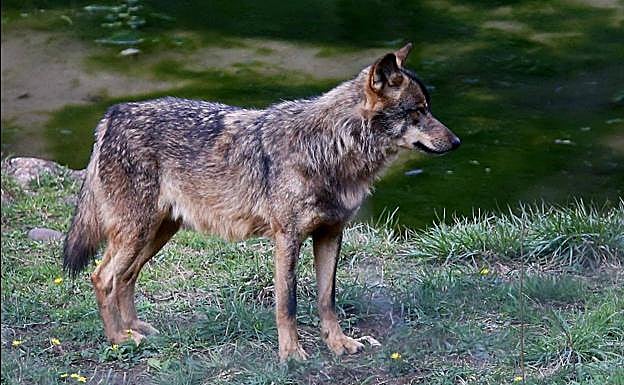Asturias solicita una conferencia sectorial extraordinaria para evitar la inclusión del lobo en la lista de especies protegidas