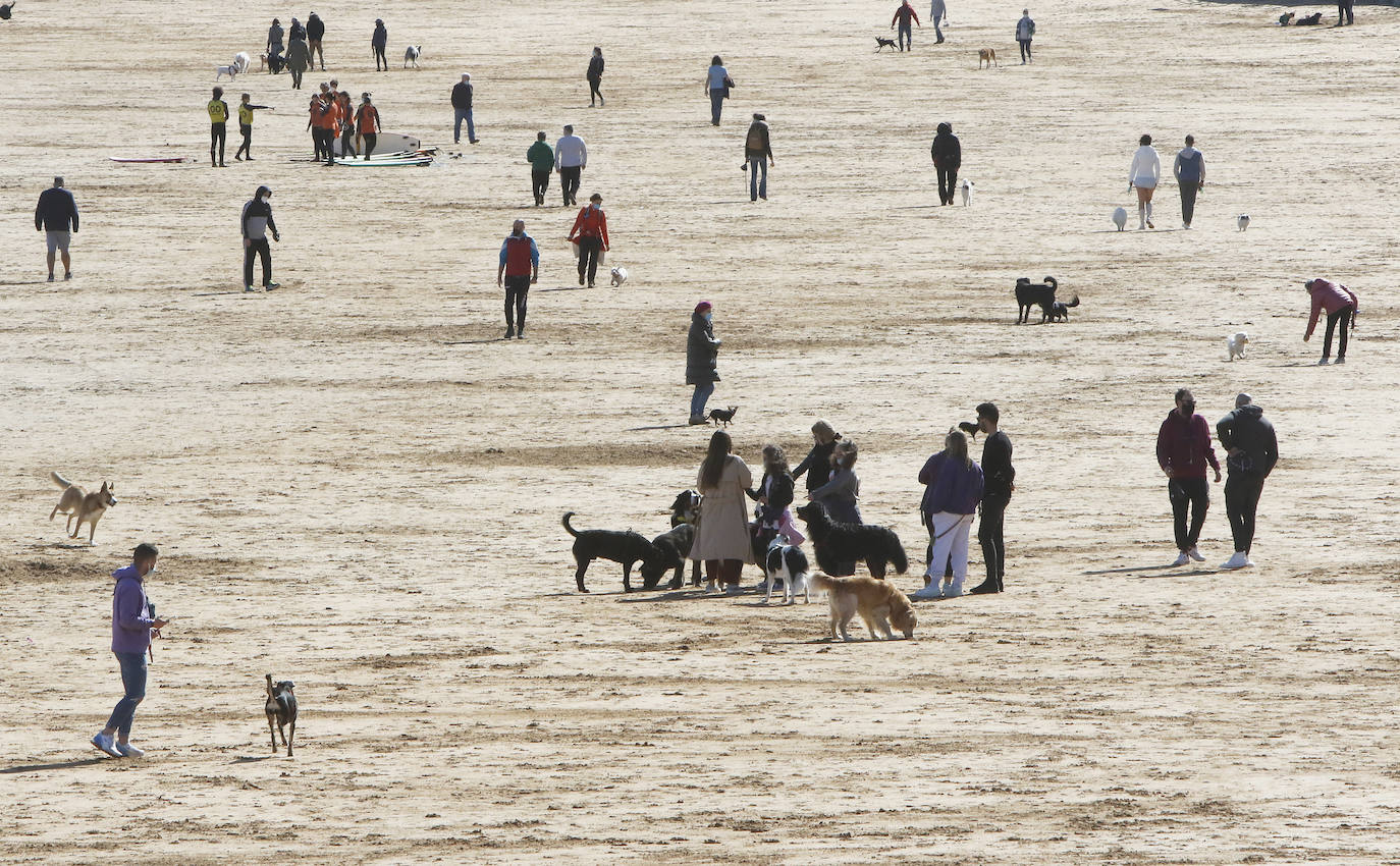 Como si se hubiesen citado, cientos de gijoneses han elegido hoy la playa de San Lorenzo para disfrutar del sol y el aire libre. Muchos de ellos han disfrutado del día con sus macostas, lo que dibujaba un entrañable mosaico en el arenal.