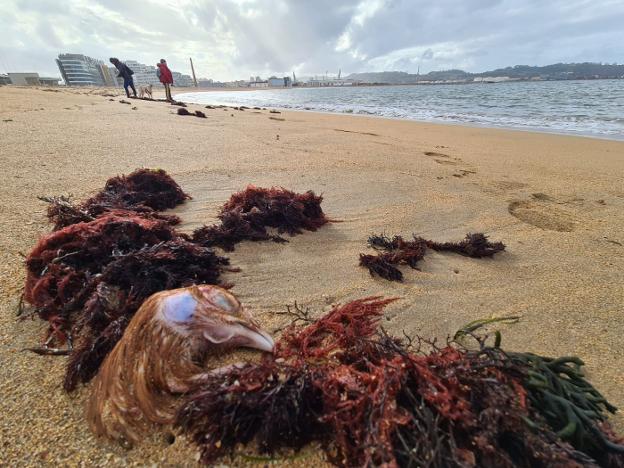 Restos de magia negra en Poniente con gallinas decapitadas