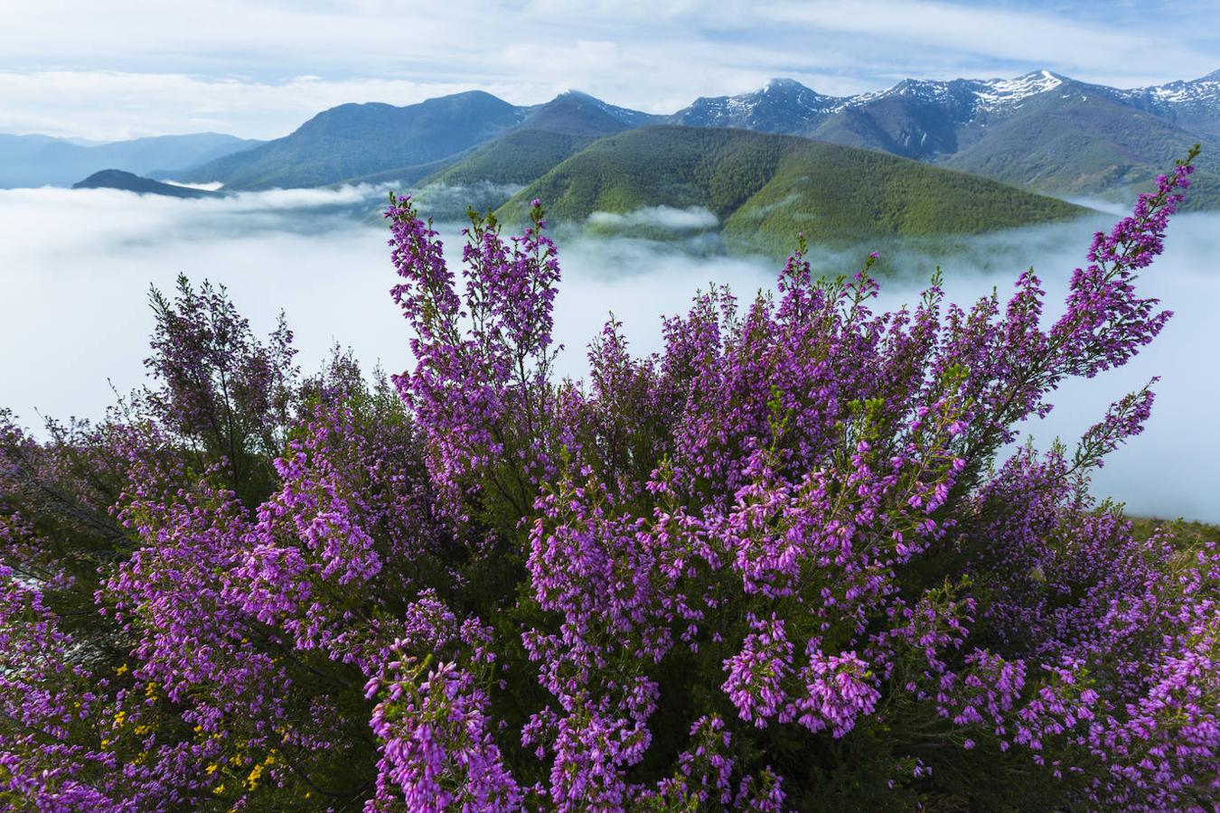 El Parque Natural de las Fuentes del Narcea