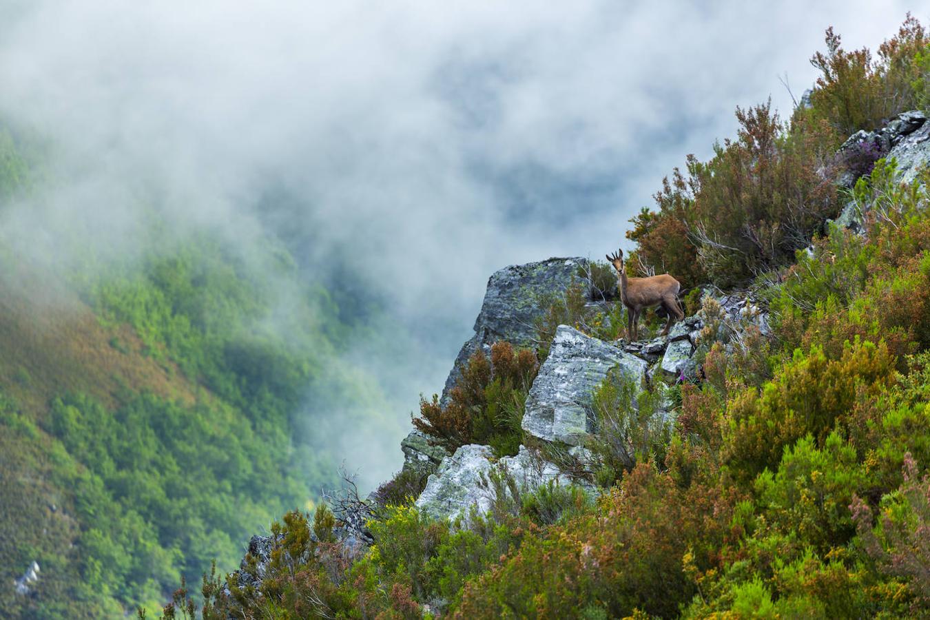 El Parque Natural de las Fuentes del Narcea