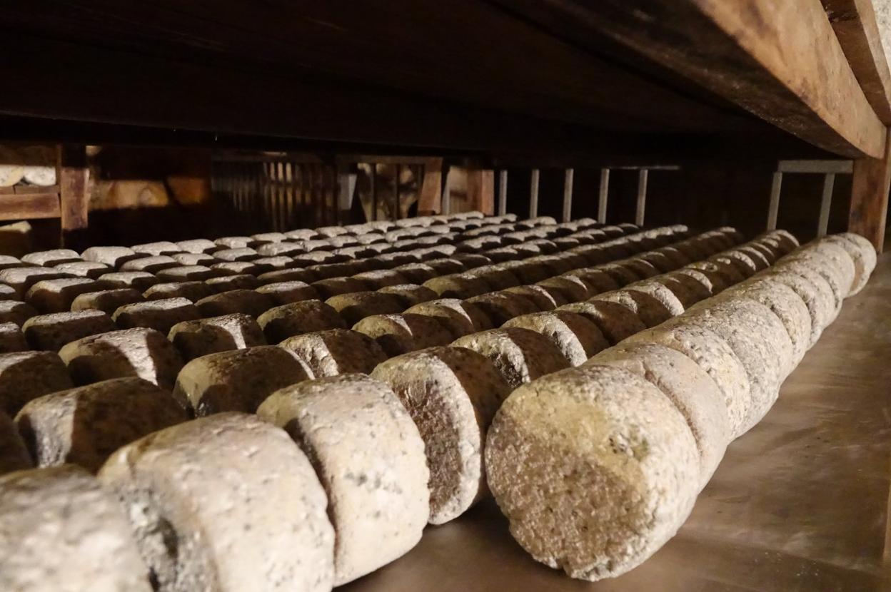 Queso Gamonéu madurando en Cueva Oscura, en la localidad oniense de Avín. 