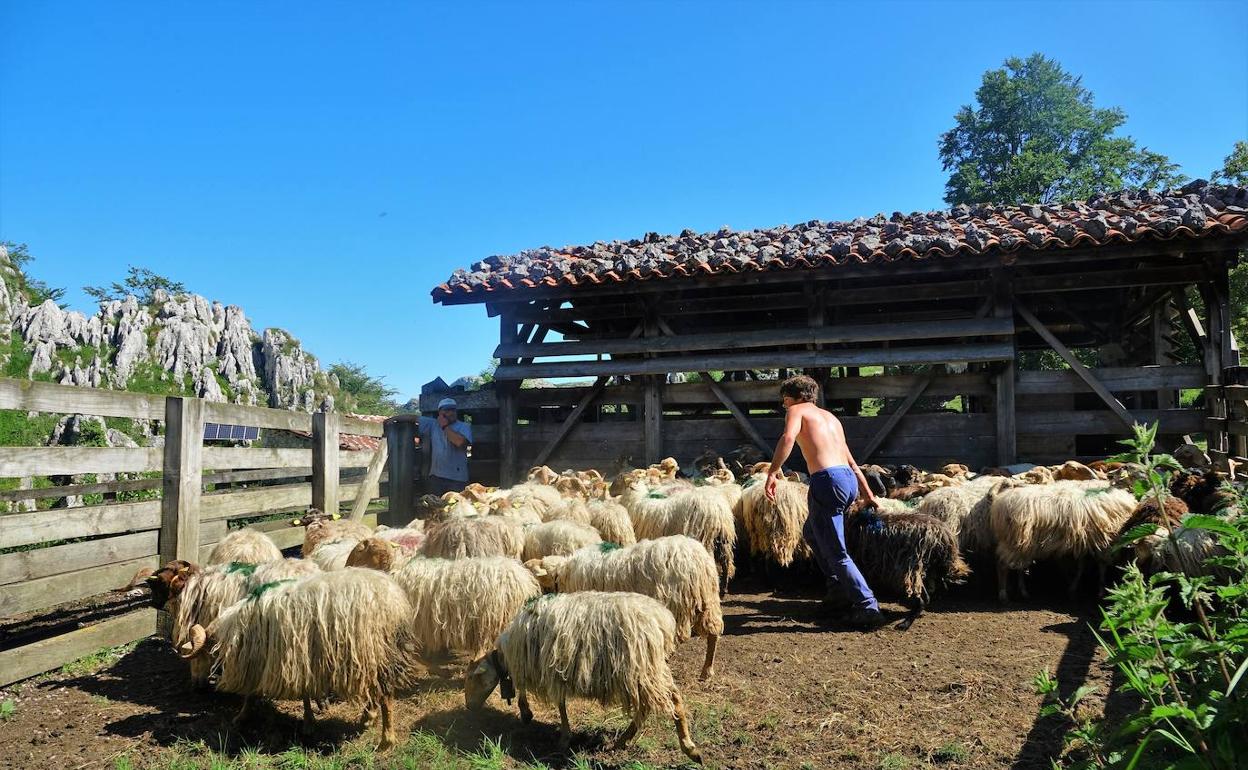 España es declarada libre de brucelosis ovina y caprina