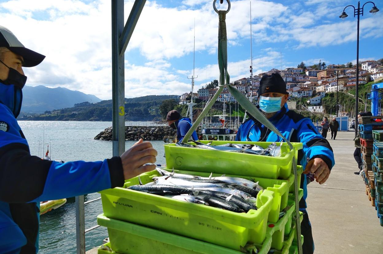 La campaña de la xarda arranca con pocas capturas, pero llenando de actividad el puerto y la villa marinera de Lastres. 