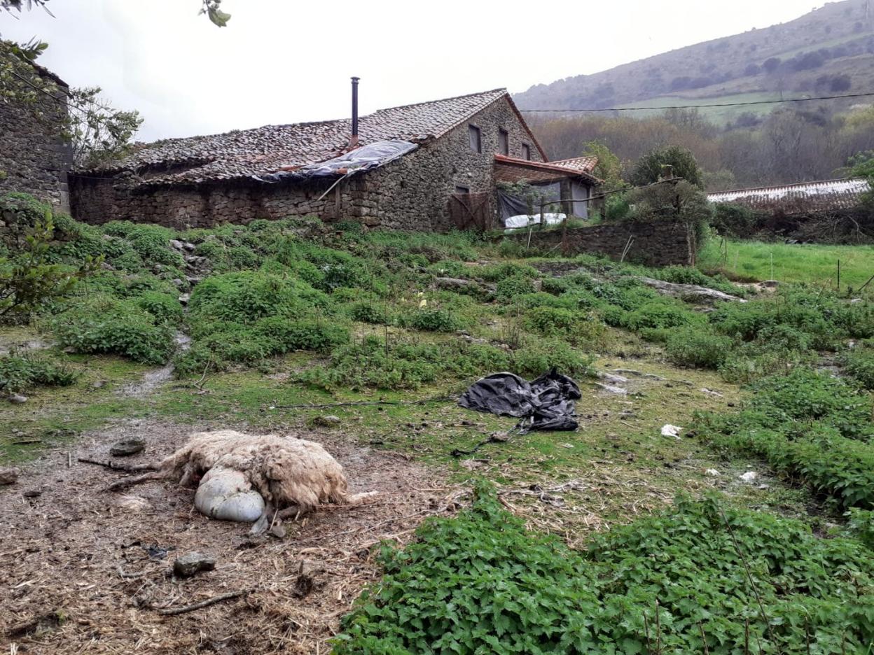 Cadáver de la oveja atacada la pasada semana junto a casas de Buelles. 