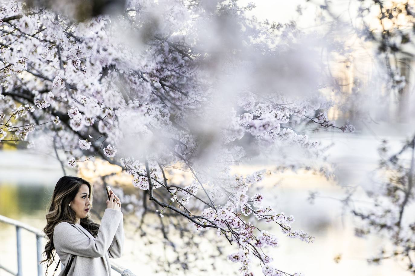 El Cherry Blossom es uno de los fenómenos más bonitos del mundo en primavera. La floración de los cerezos se convierte en espectáculo y reclamo turístico. En Japón, con más de 200 variedades de árbol, se viven escenas únicas. En 1912, el alcalde de Tokio Yukio Ozaki regaló a la ciudad de Washington, D.C., 3.000 cerezos para honrar la amistad entre las dos naciones. El Cherry Blossom Festival de Vancouver convierte en fiesta la llegada de la lucida flor.