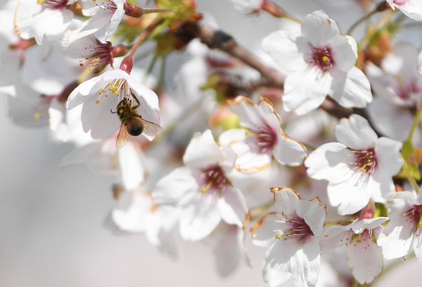 El Cherry Blossom es uno de los fenómenos más bonitos del mundo en primavera. La floración de los cerezos se convierte en espectáculo y reclamo turístico. En Japón, con más de 200 variedades de árbol, se viven escenas únicas. En 1912, el alcalde de Tokio Yukio Ozaki regaló a la ciudad de Washington, D.C., 3.000 cerezos para honrar la amistad entre las dos naciones. El Cherry Blossom Festival de Vancouver convierte en fiesta la llegada de la lucida flor.