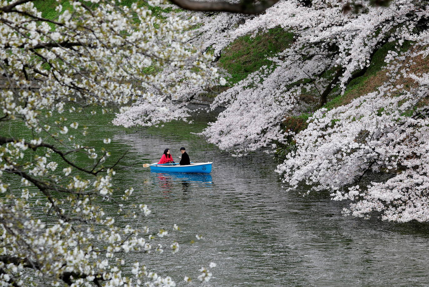 El Cherry Blossom es uno de los fenómenos más bonitos del mundo en primavera. La floración de los cerezos se convierte en espectáculo y reclamo turístico. En Japón, con más de 200 variedades de árbol, se viven escenas únicas. En 1912, el alcalde de Tokio Yukio Ozaki regaló a la ciudad de Washington, D.C., 3.000 cerezos para honrar la amistad entre las dos naciones. El Cherry Blossom Festival de Vancouver convierte en fiesta la llegada de la lucida flor.