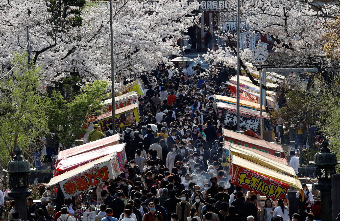 El Cherry Blossom es uno de los fenómenos más bonitos del mundo en primavera. La floración de los cerezos se convierte en espectáculo y reclamo turístico. En Japón, con más de 200 variedades de árbol, se viven escenas únicas. En 1912, el alcalde de Tokio Yukio Ozaki regaló a la ciudad de Washington, D.C., 3.000 cerezos para honrar la amistad entre las dos naciones. El Cherry Blossom Festival de Vancouver convierte en fiesta la llegada de la lucida flor.