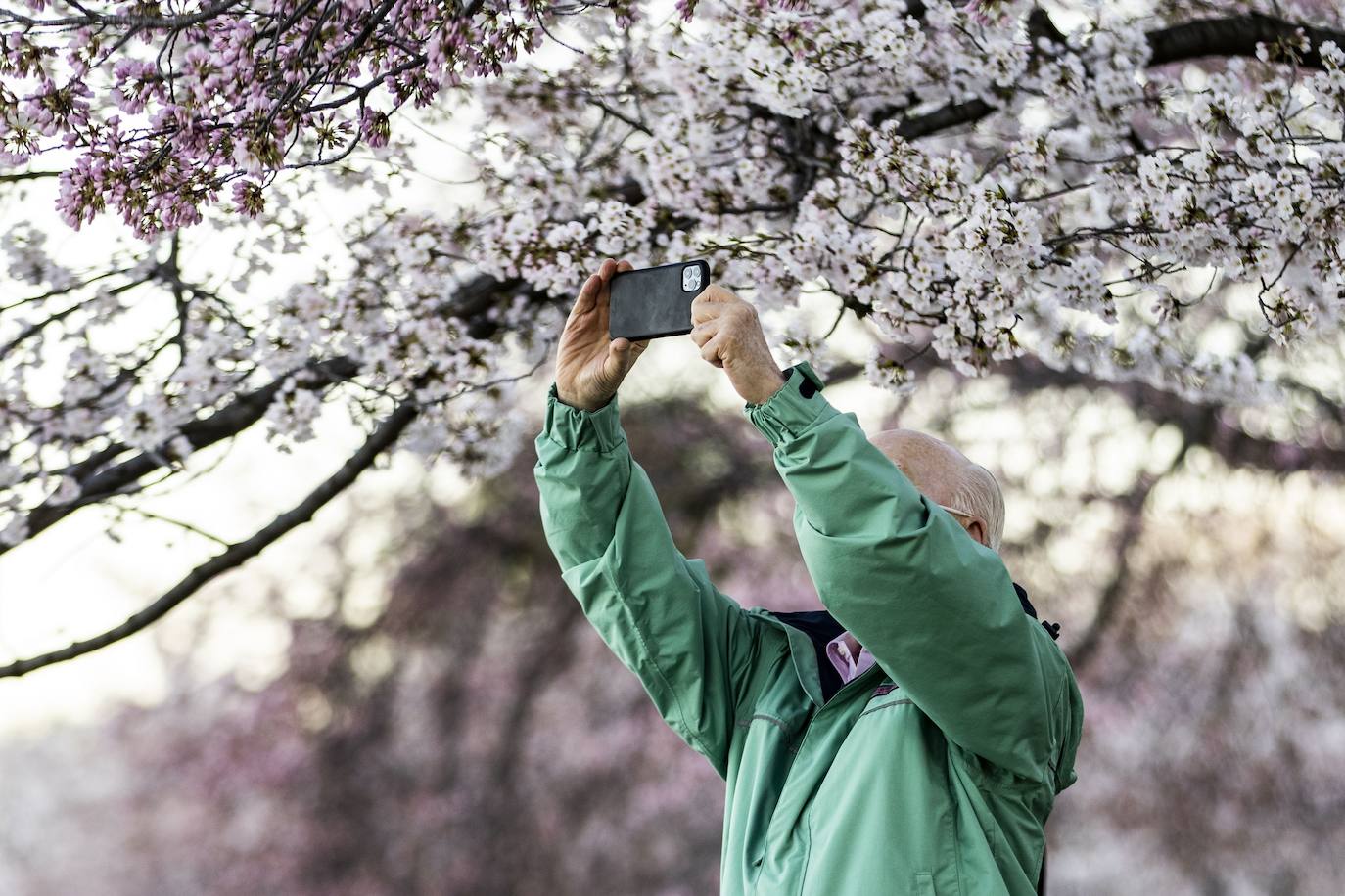 El Cherry Blossom es uno de los fenómenos más bonitos del mundo en primavera. La floración de los cerezos se convierte en espectáculo y reclamo turístico. En Japón, con más de 200 variedades de árbol, se viven escenas únicas. En 1912, el alcalde de Tokio Yukio Ozaki regaló a la ciudad de Washington, D.C., 3.000 cerezos para honrar la amistad entre las dos naciones. El Cherry Blossom Festival de Vancouver convierte en fiesta la llegada de la lucida flor.