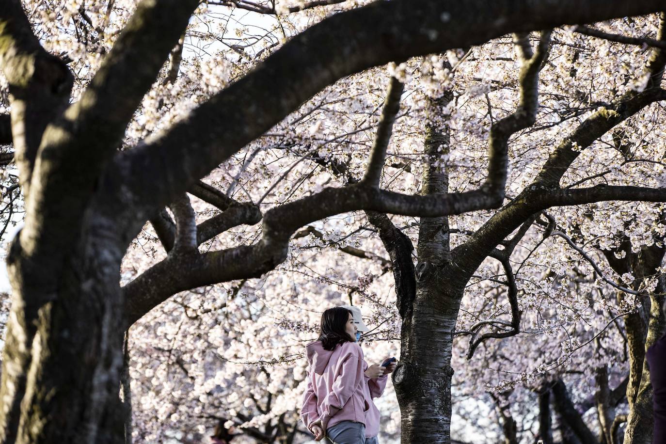 El Cherry Blossom es uno de los fenómenos más bonitos del mundo en primavera. La floración de los cerezos se convierte en espectáculo y reclamo turístico. En Japón, con más de 200 variedades de árbol, se viven escenas únicas. En 1912, el alcalde de Tokio Yukio Ozaki regaló a la ciudad de Washington, D.C., 3.000 cerezos para honrar la amistad entre las dos naciones. El Cherry Blossom Festival de Vancouver convierte en fiesta la llegada de la lucida flor.
