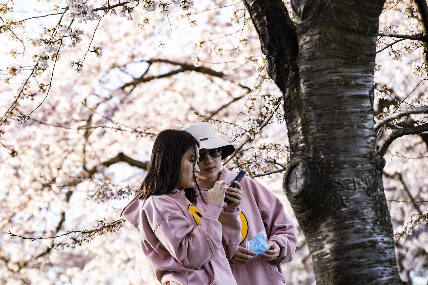 El Cherry Blossom es uno de los fenómenos más bonitos del mundo en primavera. La floración de los cerezos se convierte en espectáculo y reclamo turístico. En Japón, con más de 200 variedades de árbol, se viven escenas únicas. En 1912, el alcalde de Tokio Yukio Ozaki regaló a la ciudad de Washington, D.C., 3.000 cerezos para honrar la amistad entre las dos naciones. El Cherry Blossom Festival de Vancouver convierte en fiesta la llegada de la lucida flor.