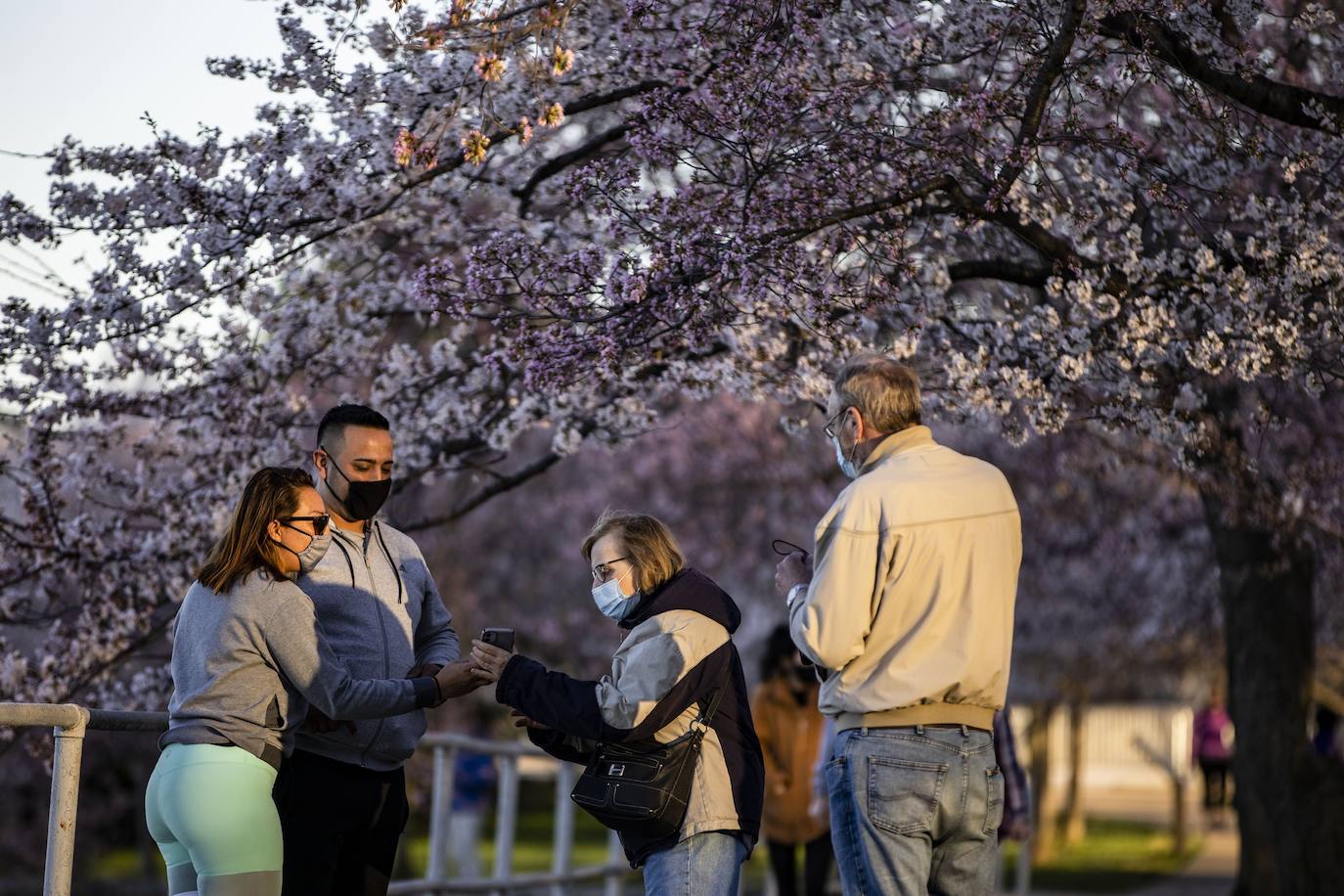 El Cherry Blossom es uno de los fenómenos más bonitos del mundo en primavera. La floración de los cerezos se convierte en espectáculo y reclamo turístico. En Japón, con más de 200 variedades de árbol, se viven escenas únicas. En 1912, el alcalde de Tokio Yukio Ozaki regaló a la ciudad de Washington, D.C., 3.000 cerezos para honrar la amistad entre las dos naciones. El Cherry Blossom Festival de Vancouver convierte en fiesta la llegada de la lucida flor.