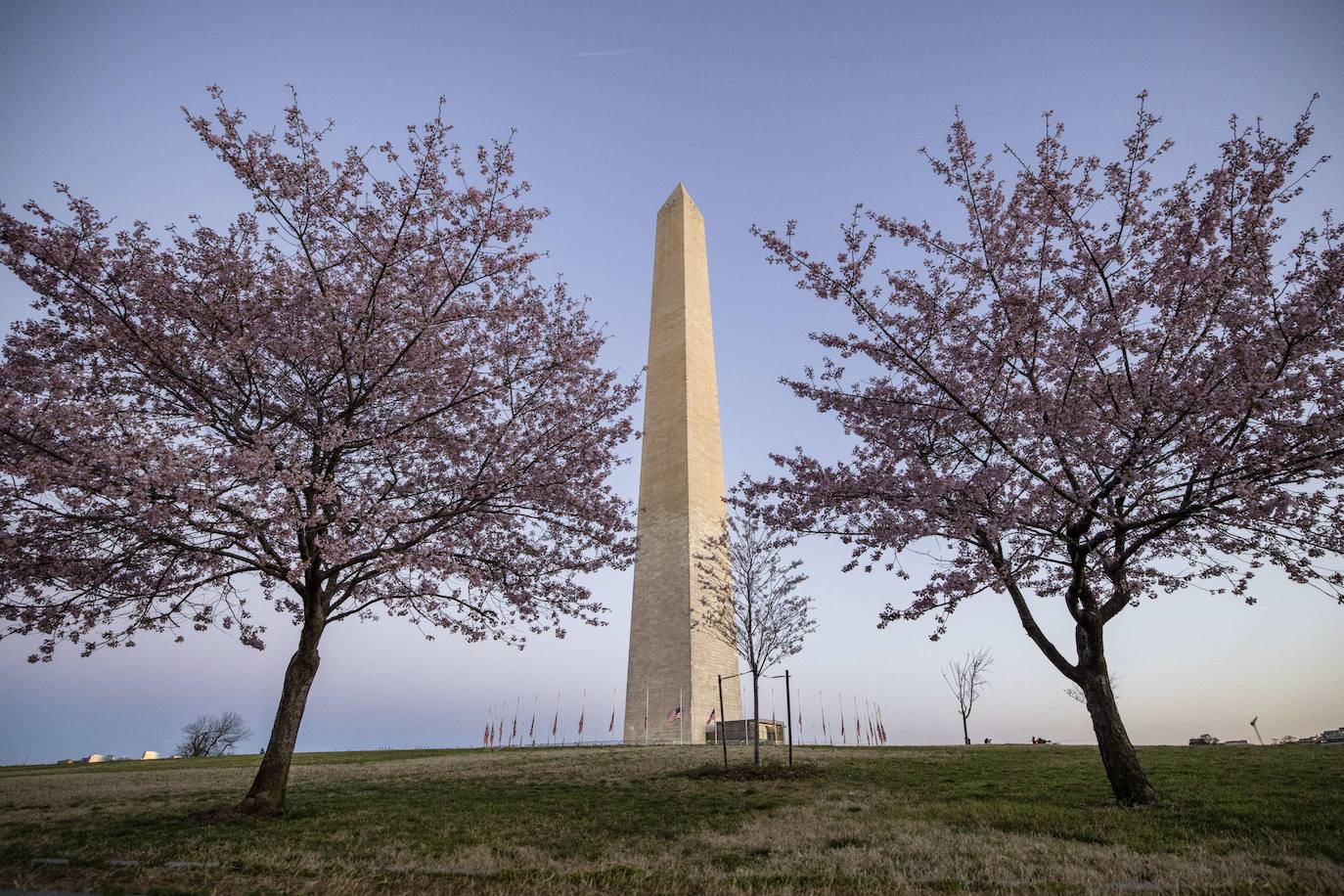El Cherry Blossom es uno de los fenómenos más bonitos del mundo en primavera. La floración de los cerezos se convierte en espectáculo y reclamo turístico. En Japón, con más de 200 variedades de árbol, se viven escenas únicas. En 1912, el alcalde de Tokio Yukio Ozaki regaló a la ciudad de Washington, D.C., 3.000 cerezos para honrar la amistad entre las dos naciones. El Cherry Blossom Festival de Vancouver convierte en fiesta la llegada de la lucida flor.