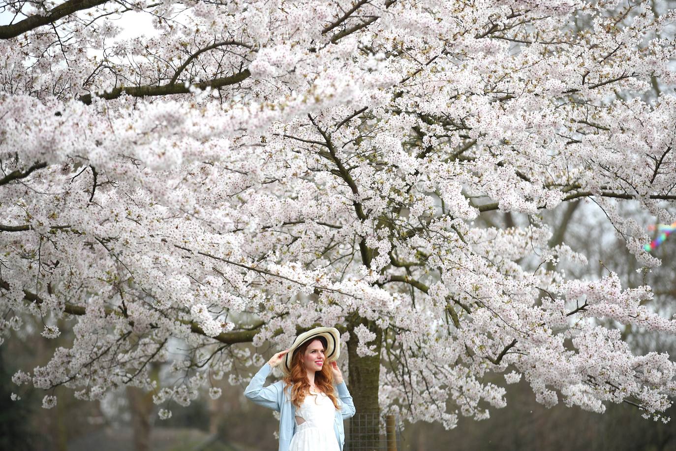 El Cherry Blossom es uno de los fenómenos más bonitos del mundo en primavera. La floración de los cerezos se convierte en espectáculo y reclamo turístico. En Japón, con más de 200 variedades de árbol, se viven escenas únicas. En 1912, el alcalde de Tokio Yukio Ozaki regaló a la ciudad de Washington, D.C., 3.000 cerezos para honrar la amistad entre las dos naciones. El Cherry Blossom Festival de Vancouver convierte en fiesta la llegada de la lucida flor.
