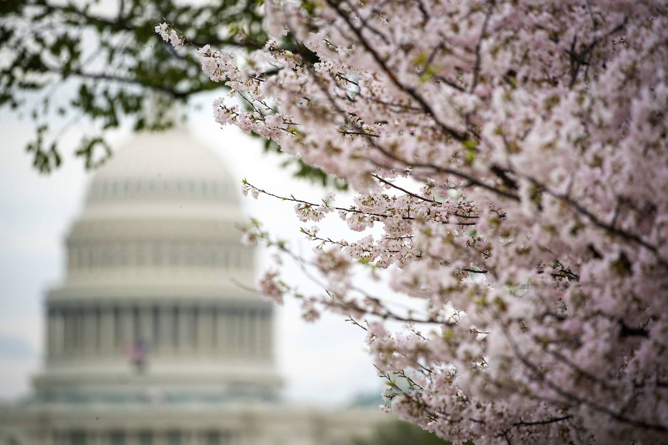 El Cherry Blossom es uno de los fenómenos más bonitos del mundo en primavera. La floración de los cerezos se convierte en espectáculo y reclamo turístico. En Japón, con más de 200 variedades de árbol, se viven escenas únicas. En 1912, el alcalde de Tokio Yukio Ozaki regaló a la ciudad de Washington, D.C., 3.000 cerezos para honrar la amistad entre las dos naciones. El Cherry Blossom Festival de Vancouver convierte en fiesta la llegada de la lucida flor.