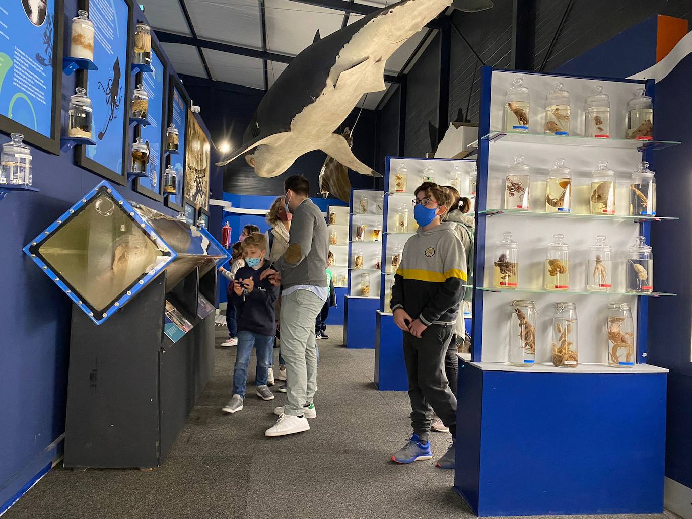 El espacio de divulgación científica más grande del Occidente reabrió esta mañana sus puertas al público tras permanecer cerrado desde el año pasado. Lo hace con una museística que ha sido totalmente renovada al quedar anegadas varias salas de exposición en el mes de diciembre debido a la borrasca 'Dora'. El Parque de la Vida alberga la mayor exposición de cefalópodos del mundo con 290 especies, entre los que se encuentra un calamar gigante de 140 kilos.