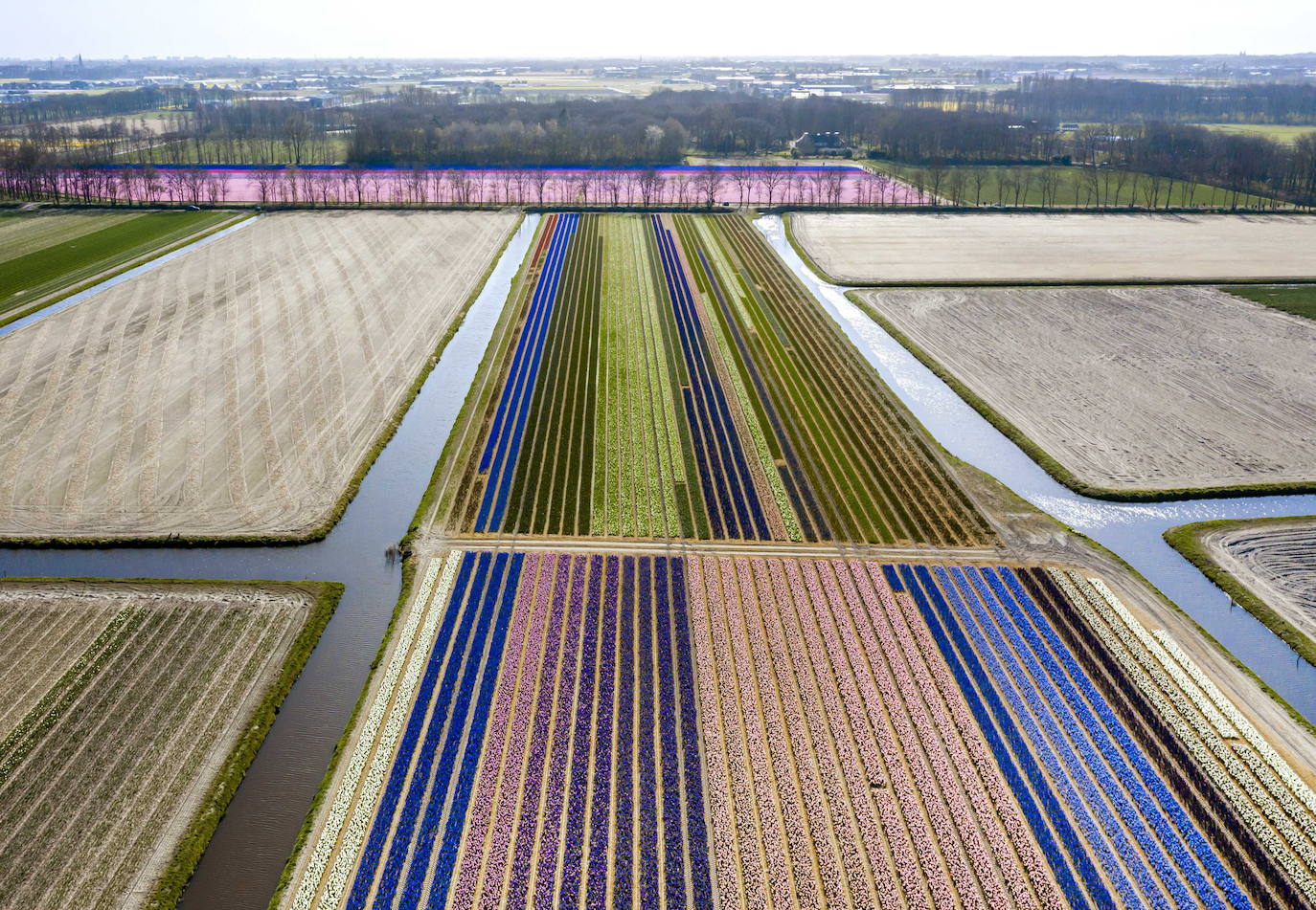 La primavera ya llegó y buena muestra de ello son las flores que embellecen cualquier paisaje. Por eso, como cada año y pese a la pandemia, miles de personas visitan estos estos espectaculares viveros de flores conocidos como «The Flower Fields», en Carlsbad (California, EE UU). 