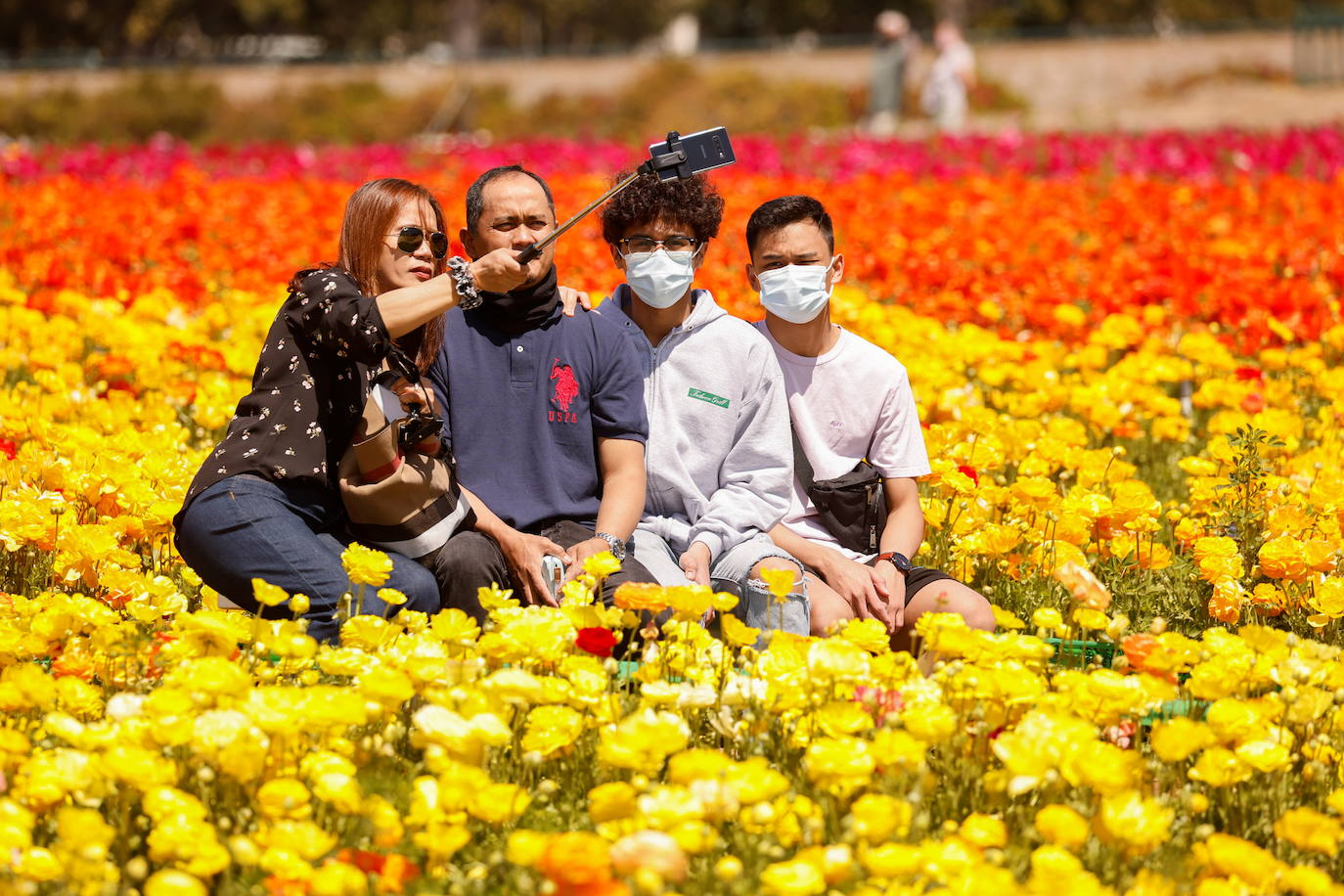 La primavera ya llegó y buena muestra de ello son las flores que embellecen cualquier paisaje. Por eso, como cada año y pese a la pandemia, miles de personas visitan estos estos espectaculares viveros de flores conocidos como «The Flower Fields», en Carlsbad (California, EE UU). 