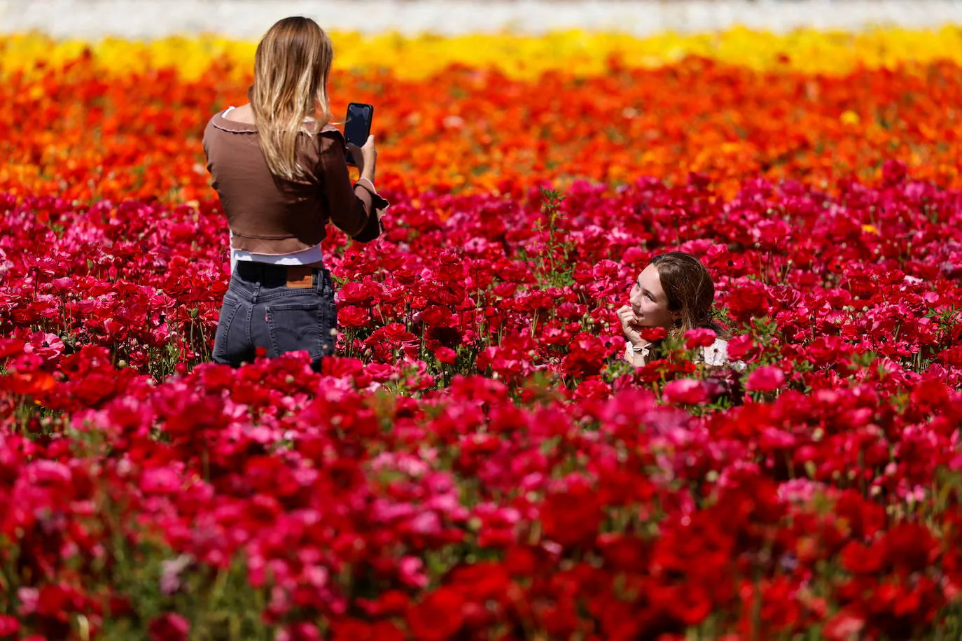 En imágenes: Un campo de flores de cuento | El Comercio: Diario de Asturias