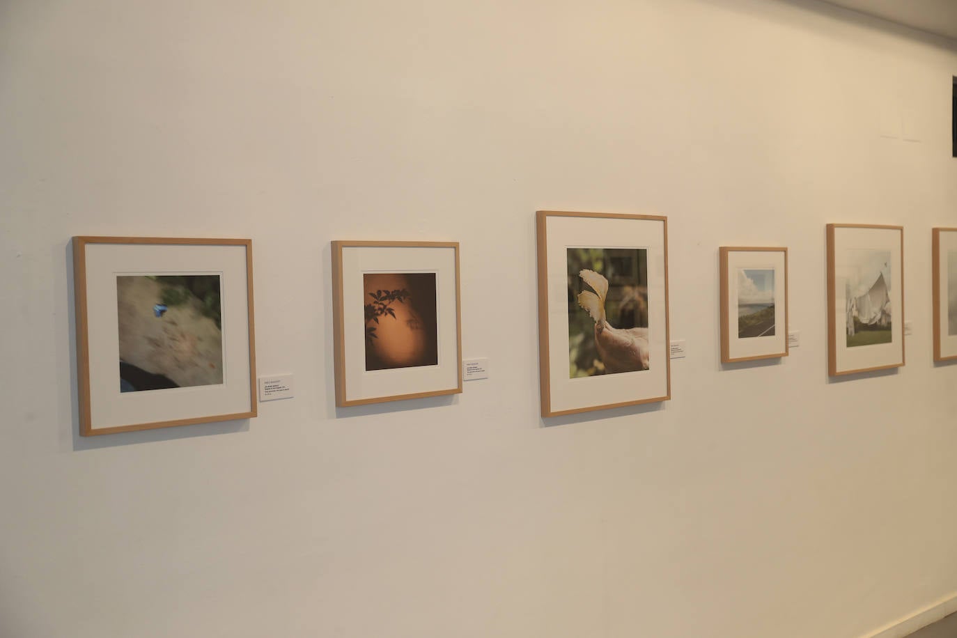 El Museo Barjola inauguró este viernes la exposición 'El Gran Libro del Mundo. Una década de fotografía en Asturias', en la que se expone el trabajo de once fotógrafos de la región que han ido destacando en los últimos diez años. Marta Areces, Pablo Basagoiti, Nicolás Cancio, Javier Bejarano, Kela Coto, Christian Domínguez, Rafael Fernández, Héctor Jácome, Isabel Marqués, Rebeca Martínez y Laura Rodríguez son los fotógrafos que exponen.