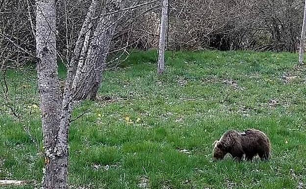 El Principado trabaja en la reintroducción en el medio natural de la osezna recogida en agosto en Somiedo