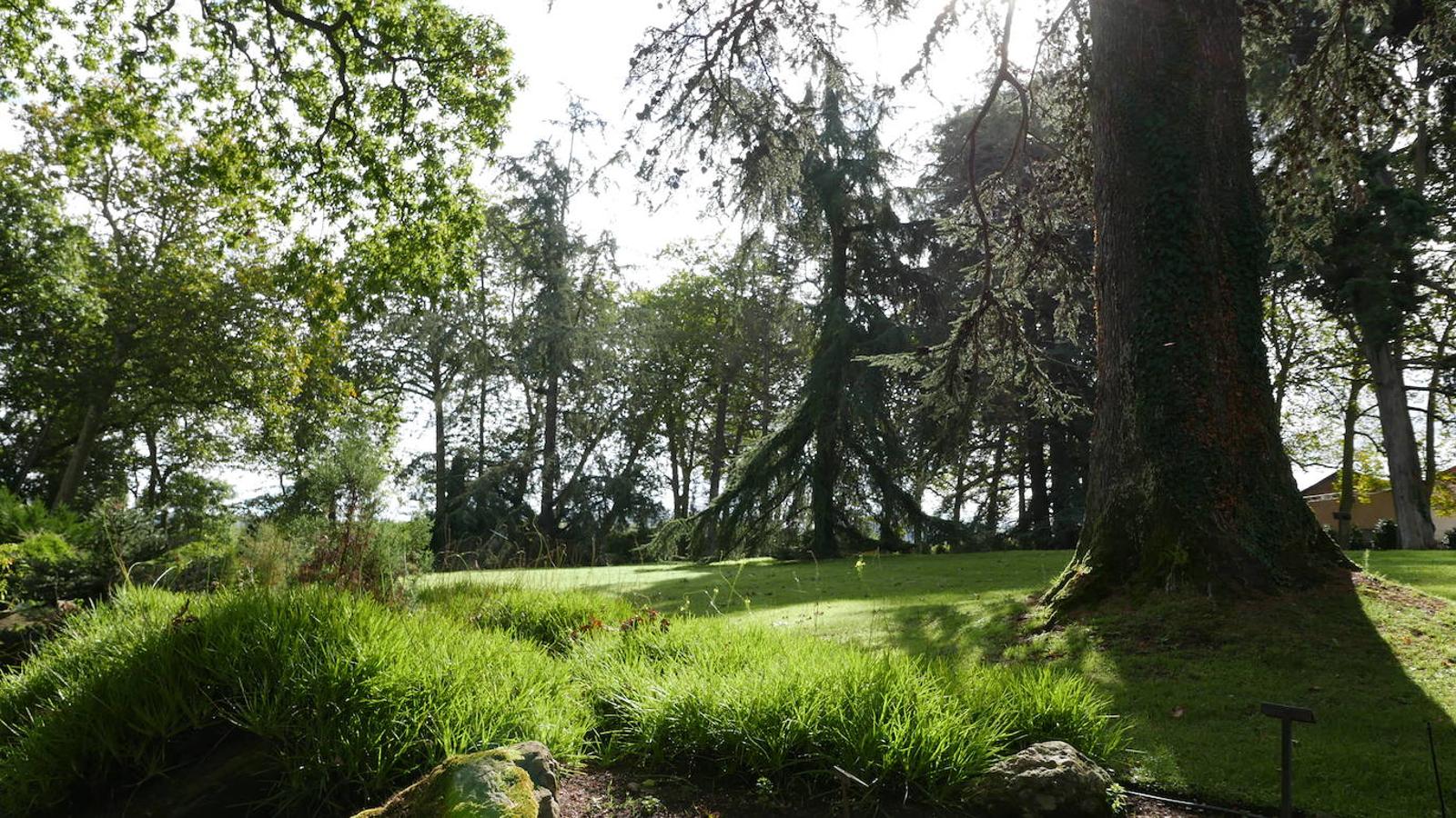 El Jardín Botánico de Gijón será el primero del país en integrarse en una red internacional que estudia cómo afecta el clima a las especies vegetales. Se marcan dos años para llevarlo a cabo y también para relanzarlo y que se convierta en un centro de referencia en conservación de especies y hábitats vegetales, tanto en España como en Europa.