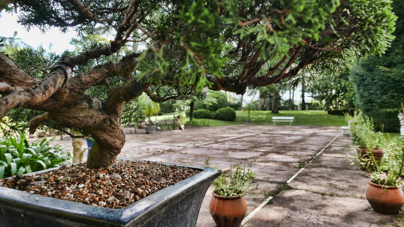 El Jardín Botánico de Gijón será el primero del país en integrarse en una red internacional que estudia cómo afecta el clima a las especies vegetales. Se marcan dos años para llevarlo a cabo y también para relanzarlo y que se convierta en un centro de referencia en conservación de especies y hábitats vegetales, tanto en España como en Europa.