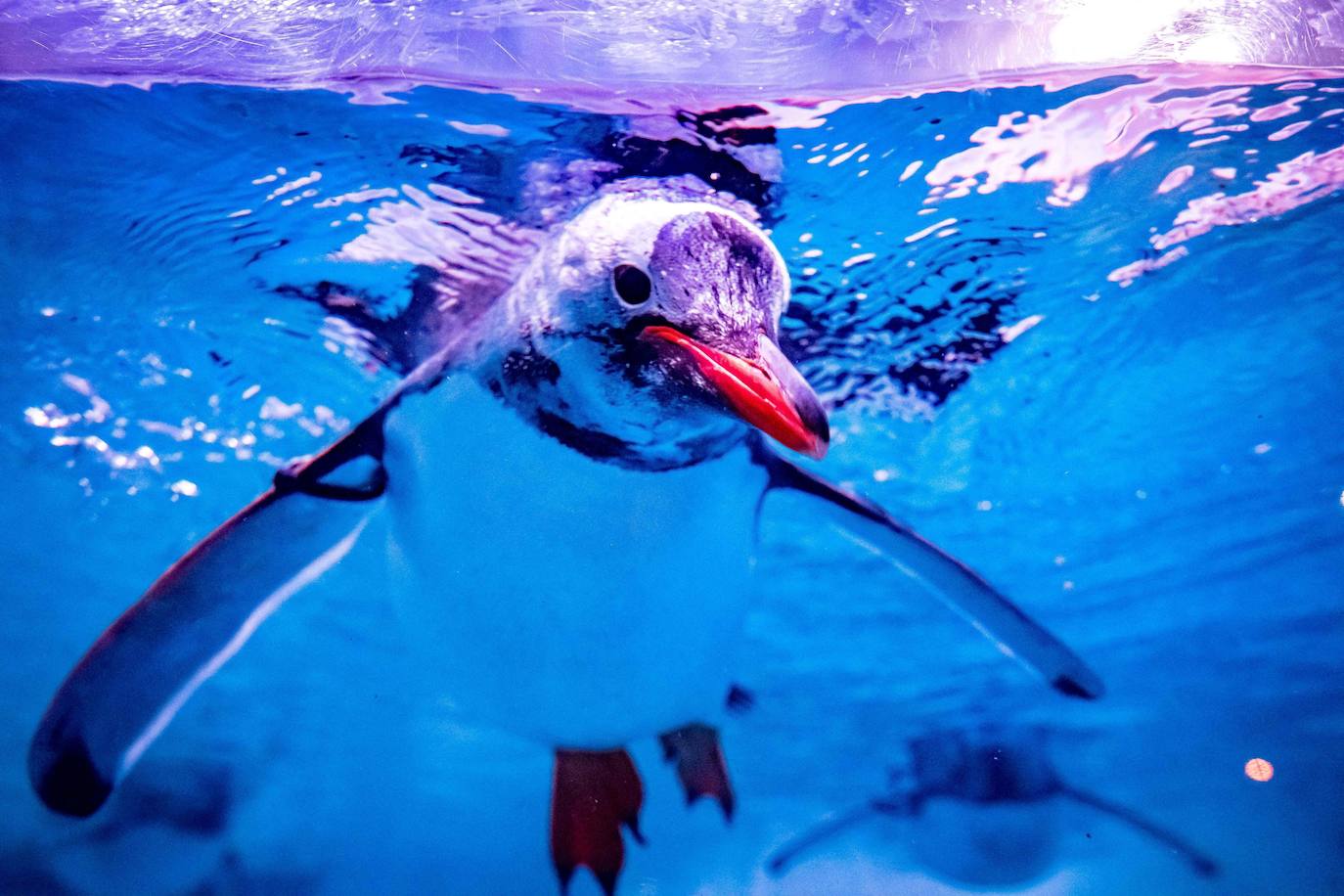 Fotos: Así es la vida marina en el acuario más grande del sudeste asiático