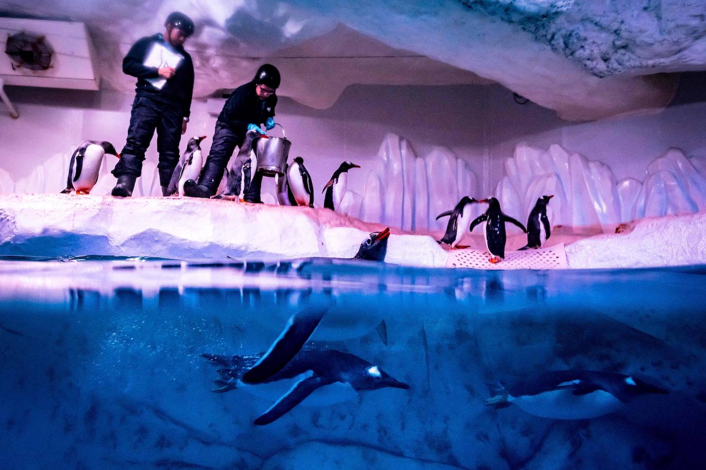 Fotos: Así es la vida marina en el acuario más grande del sudeste asiático