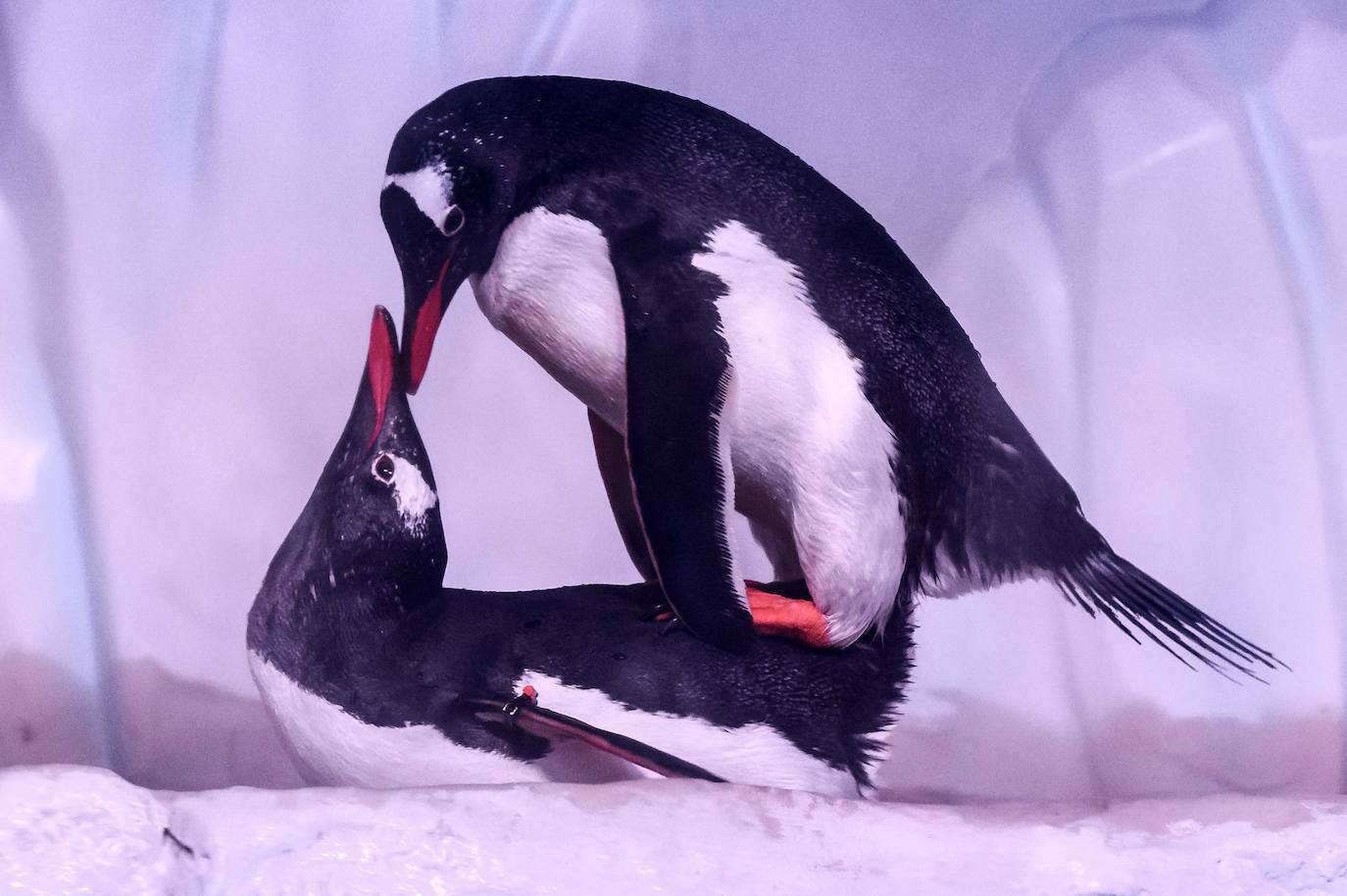 Fotos: Así es la vida marina en el acuario más grande del sudeste asiático
