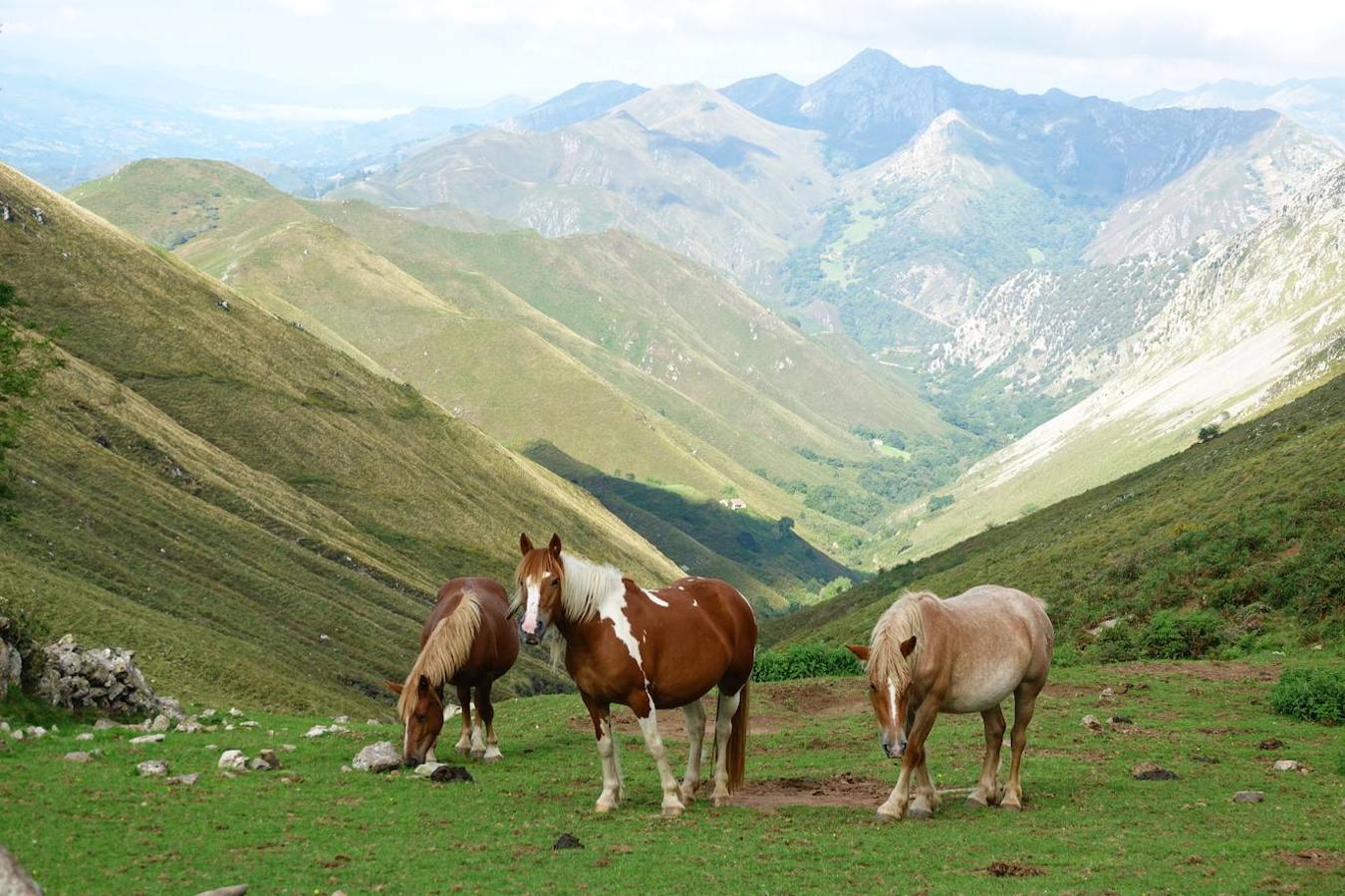 Sierra del Cuera: Esta sierra situada en los concejos asturianos de Cabrales, Llanes, Peñamellera Alta, Peñamellera Baja y Ribadesella, suma una superficie total de 14.994 hectáreas. Aproximadamente 133 km2 de su superficie forman el Paisaje Protegido de la Sierra del Cuera, con su puto culminante en el Pico Turbina (1.315 m), desde el que se puede admirar la impresionante belleza de los Picos de Europa.